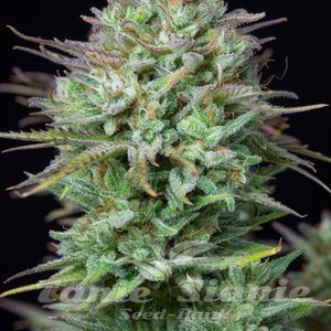 Kosher Cake Auto - FASTBUDS