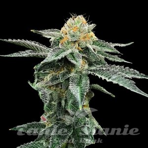 Kosher Cookies - DNA GENETICS