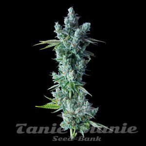 Kosher Dawg - DNA GENETICS