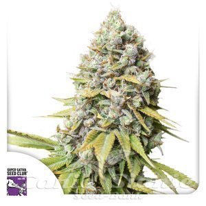 Kosher Haze - Super Sativa Seed Club
