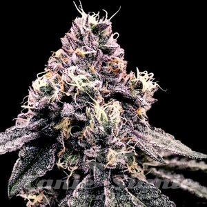 Kosher Pie - DNA GENETICS