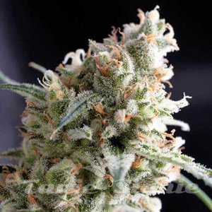 Nasiona Kukulkan - PYRAMID SEEDS