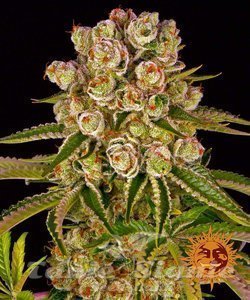 Kush Mintz - BARNEY'S FARM