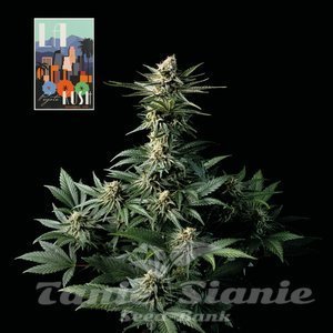 Nasiona L.A. Peyote Kush - SEEDSMAN