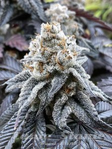 Nasiona Larry OG Kush - THE CALI CONNECTION