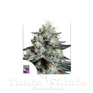 Lava Freeze - DUTCH PASSION