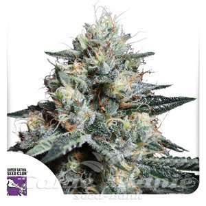 Lava Freeze - Super Sativa Seed Club
