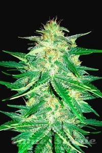 Lemon AK Auto - FASTBUDS