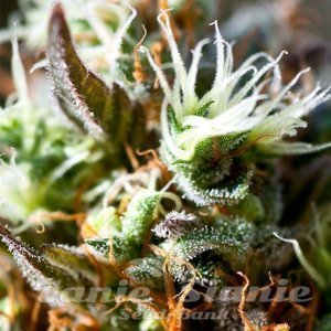 Nasiona Lemon Ice 2.0 - RIPPER SEEDS