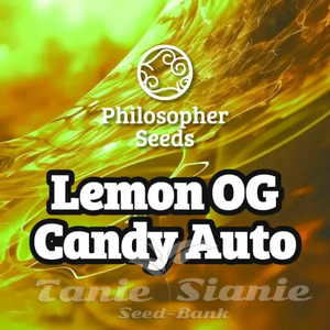 Lemon OG Candy Auto - PHILOSOPHER SEEDS