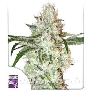 Lemon OG - DUTCH PASSION