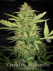 Lemon Skunk Auto - BIOGENETIC