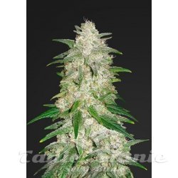 Lemon Zkittlez Auto - BIOGENETIC