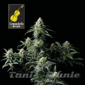 Nasiona Lemonchello Haze - SEEDSMAN