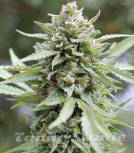 Lemongrass - HUMBOLDT SEED COMPANY