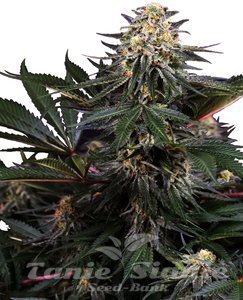 Nasiona Lockdown Kush - SENSI SEEDS