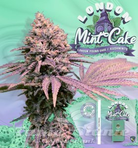 London Mint Cake - T.H. SEEDS