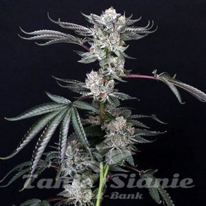 Luxar Dos - COMPOUND GENETICS