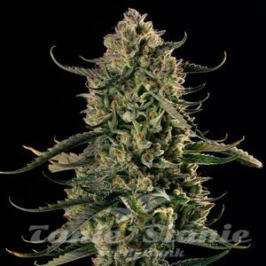 MAC Dawg XXL Auto - SILENT SEEDS