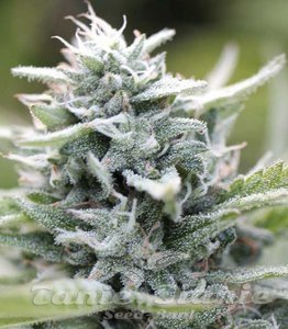 Magic Melon - HUMBOLDT SEED COMPANY