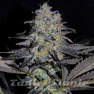 Magnetic Marker - G13 LABS