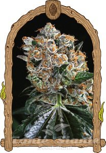 Malasaña Cookies - EXOTIC SEED