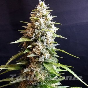 Maltezerz - G13 LABS