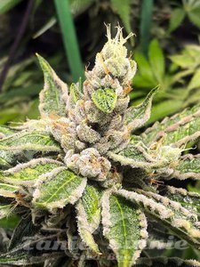 Mamacita's Cookies - MINISTRY OF CANNABIS