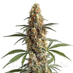 Mamba Negra - BLIMBURN SEEDS