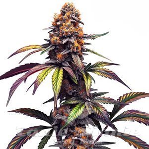 Mamba Negra CBG - BLIMBURN SEEDS