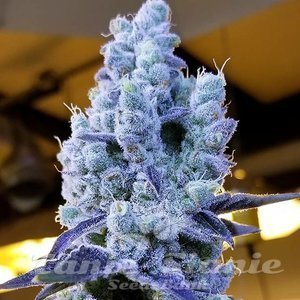 Mandarin Cookies V2 - ETHOS GENETICS