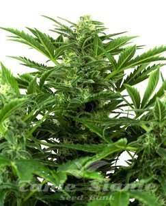 Mandarin Punch Auto - SENSI SEEDS