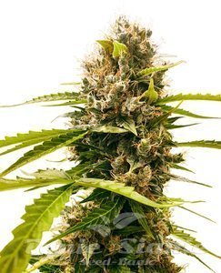 Mandarin Punch - SENSI SEEDS