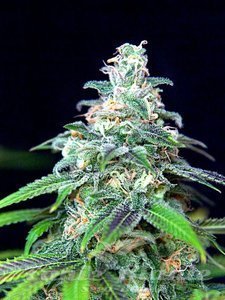 Mandarinian Haze Auto - BIOGENETIC