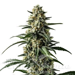 Mango - BLIMBURN SEEDS