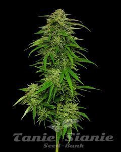 Mango Sherbert - HUMBOLDT SEED COMPANY