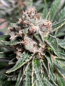 Mars Mellow - MINISTRY OF CANNABIS