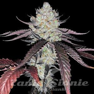 Marshmellow OG - COMPOUND GENETICS