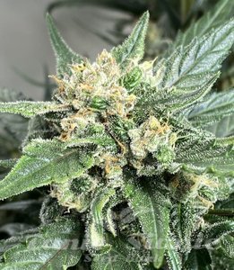 Medical Crack Auto - BIOGENETIC