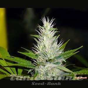 MEDICAL SEEDS - Malakoff