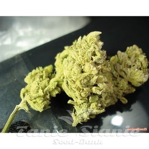 No Name - MEDICAL SEEDS