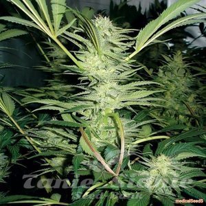 White Widow - MEDICAL SEEDS