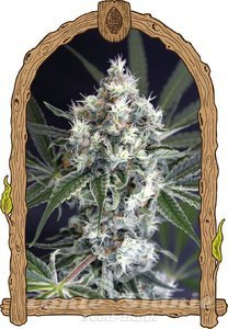 Medxotic Pure CBD - EXOTIC SEED