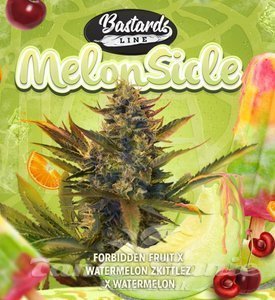 MelonSicle - T.H. SEEDS