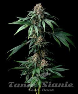 Mendo Breath - BARNEY'S FARM
