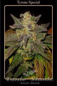 Tyrone Special - MEPHISTO GENETICS