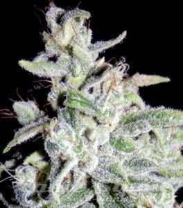 Walter White - MEPHISTO GENETICS