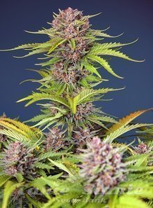 Mimosa Bruce Banner XL Auto - SWEET SEEDS