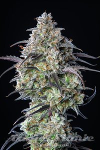 Mimosa Cake Auto - FASTBUDS