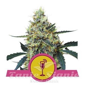 Nasiona Mimosa - ROYAL QUEEN SEEDS